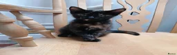 Mixed Breed cats for adoption: Kittens for sale, Jarrow in Jarrow - Advert 4