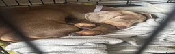 Mixed Breed dogs for sale: Mauxie  - Advert 3
