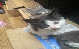 Mixed Breed cats for sale: Grey and white kittens - Image 9