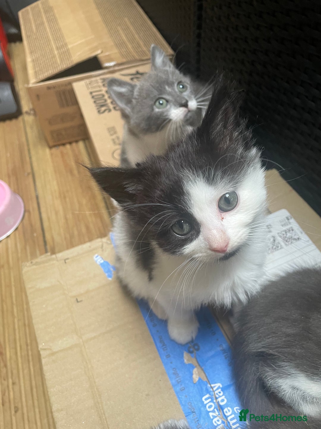 Mixed Breed cats for sale: Grey and white kittens - Image 9