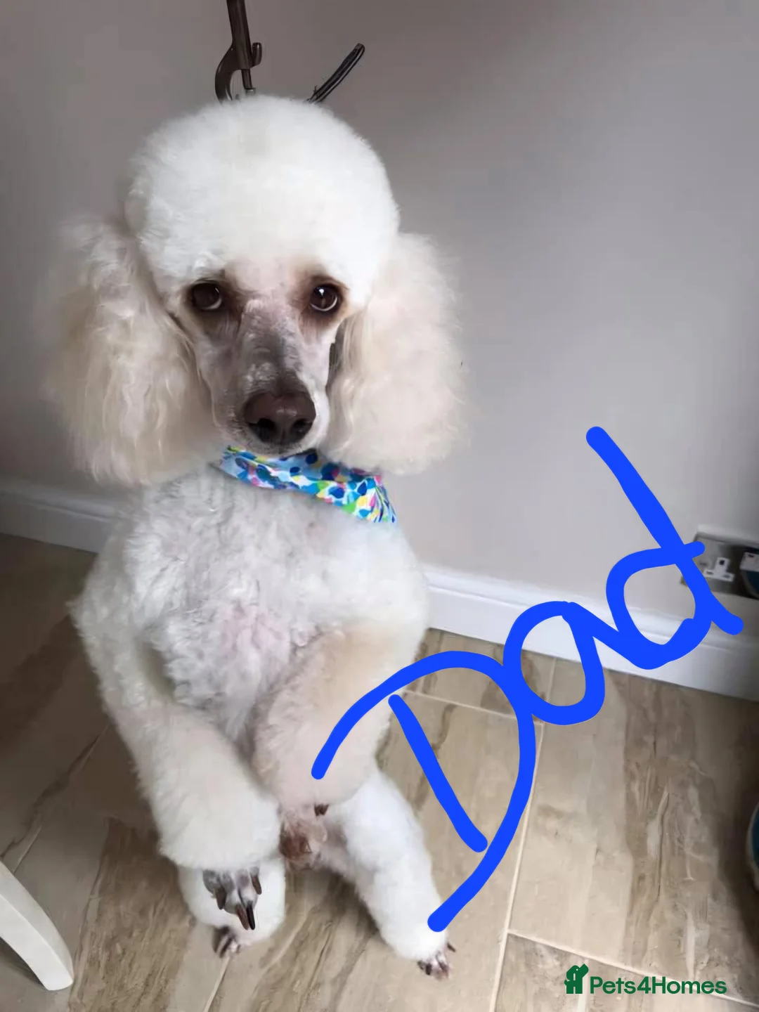 Cavapoo dogs for sale: Cavapoo F1B - Advert 2