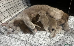 British Shorthair cats for sale: 🏆cinnamon & lilac british shorthair babies 🏆 - Advert 2