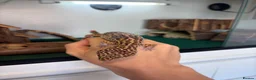 Leopard Gecko reptiles for sale: 2 Female Leopard Geckos + Full Setup  in Southampton - Advert 9