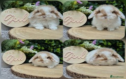 Mini Lop rabbits for sale: Mini lop babies - Image 3