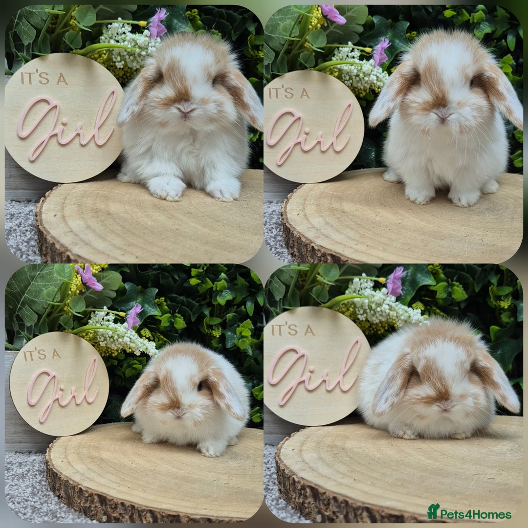 Mini Lop rabbits for sale: Mini lop babies - Image 3