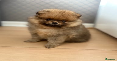 Pomeranian dogs - Advert 6