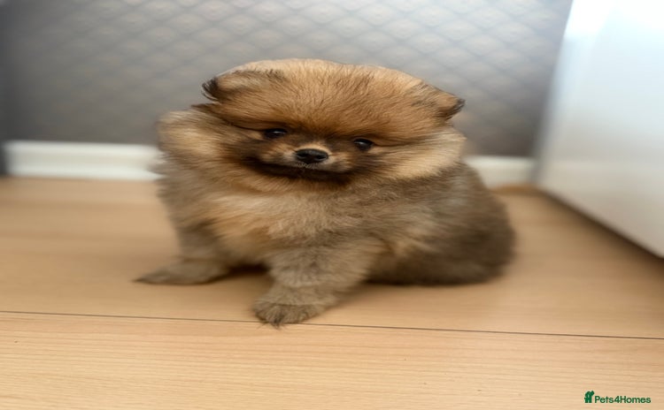 Pomeranian dogs - Advert 1