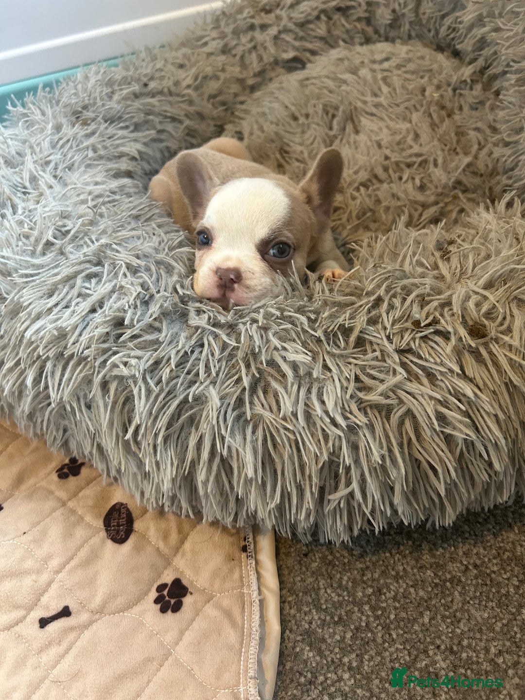 French Bulldog dogs for sale: French Bulldogs Fluffy - Advert 6