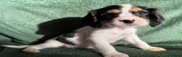 Cockalier dogs for sale: Beautiful, health tested cockalier puppies.  - Advert 18