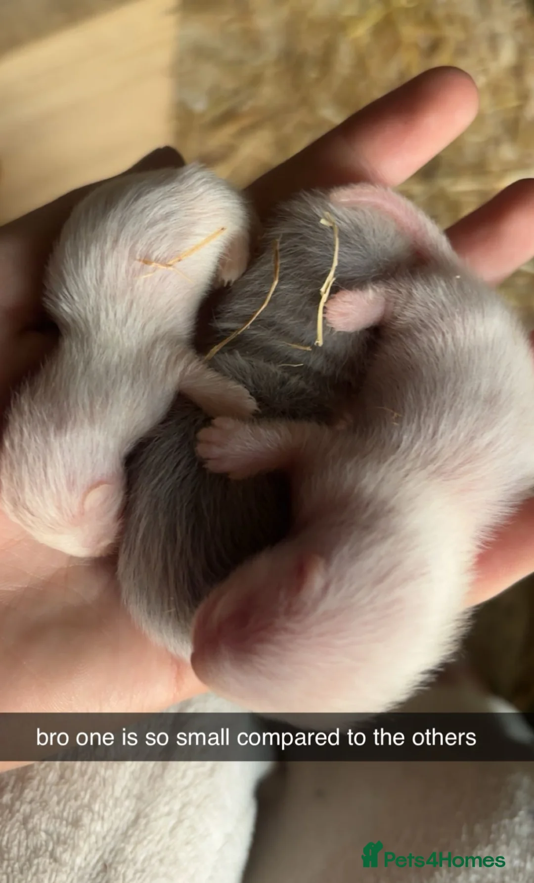 Ferret rodents for sale: 3 baby ferrets for sale - Advert 5