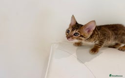 Toyger cats for sale: Full Pedigree Toyger Kittens Last Litter of 2025 - Image 19