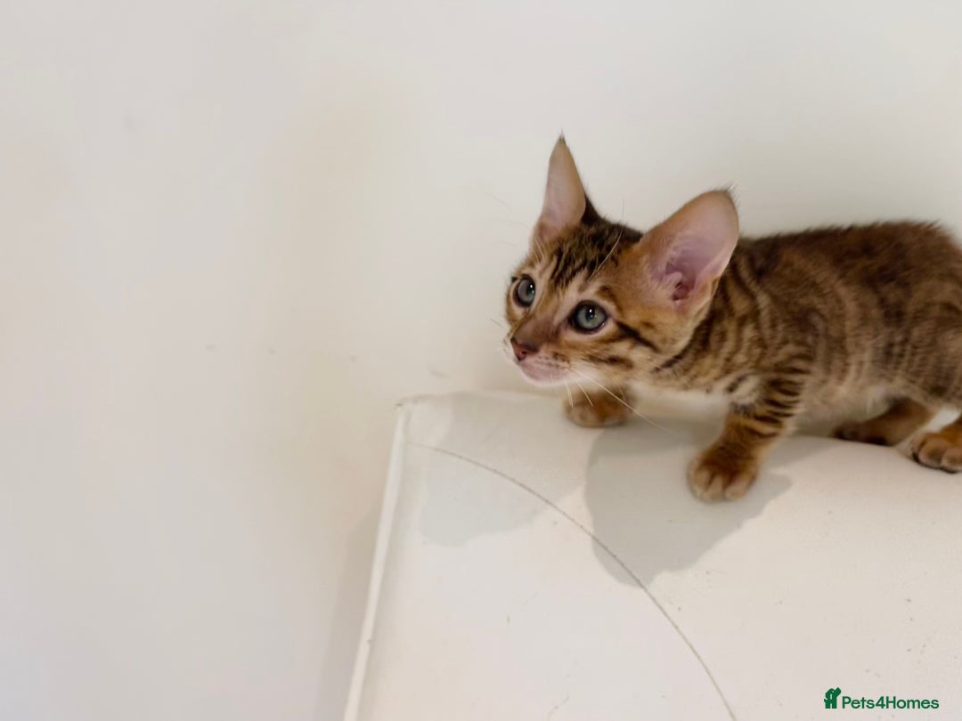 Toyger cats for sale: Full Pedigree Toyger Kittens Last Litter of 2025 - Image 19