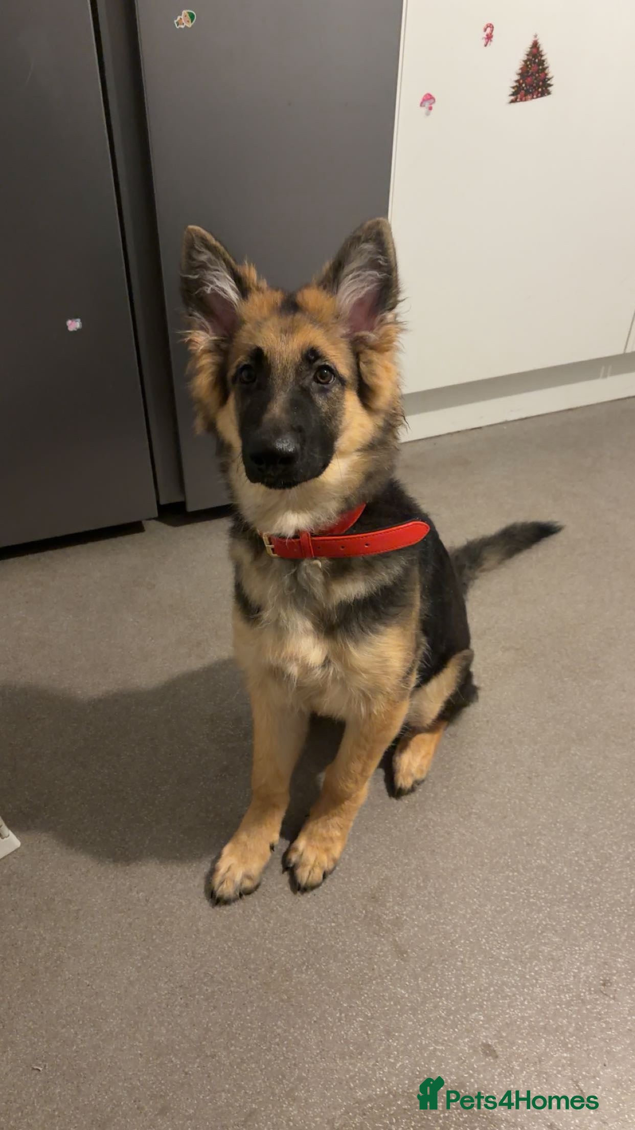 German Shepherd dogs Bear the German shepherd  - Advert 16