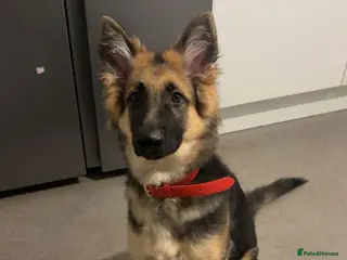 German Shepherd dogs Bear the German shepherd - Advert 8