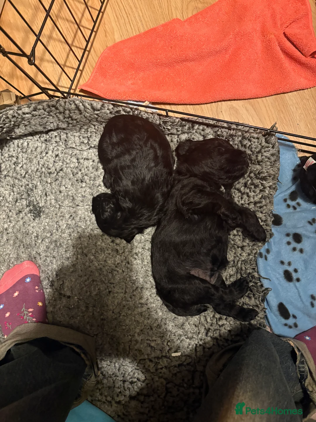 Schnoodle dogs for sale: 2 adorable black male schnoodle pups for sale - Advert 5