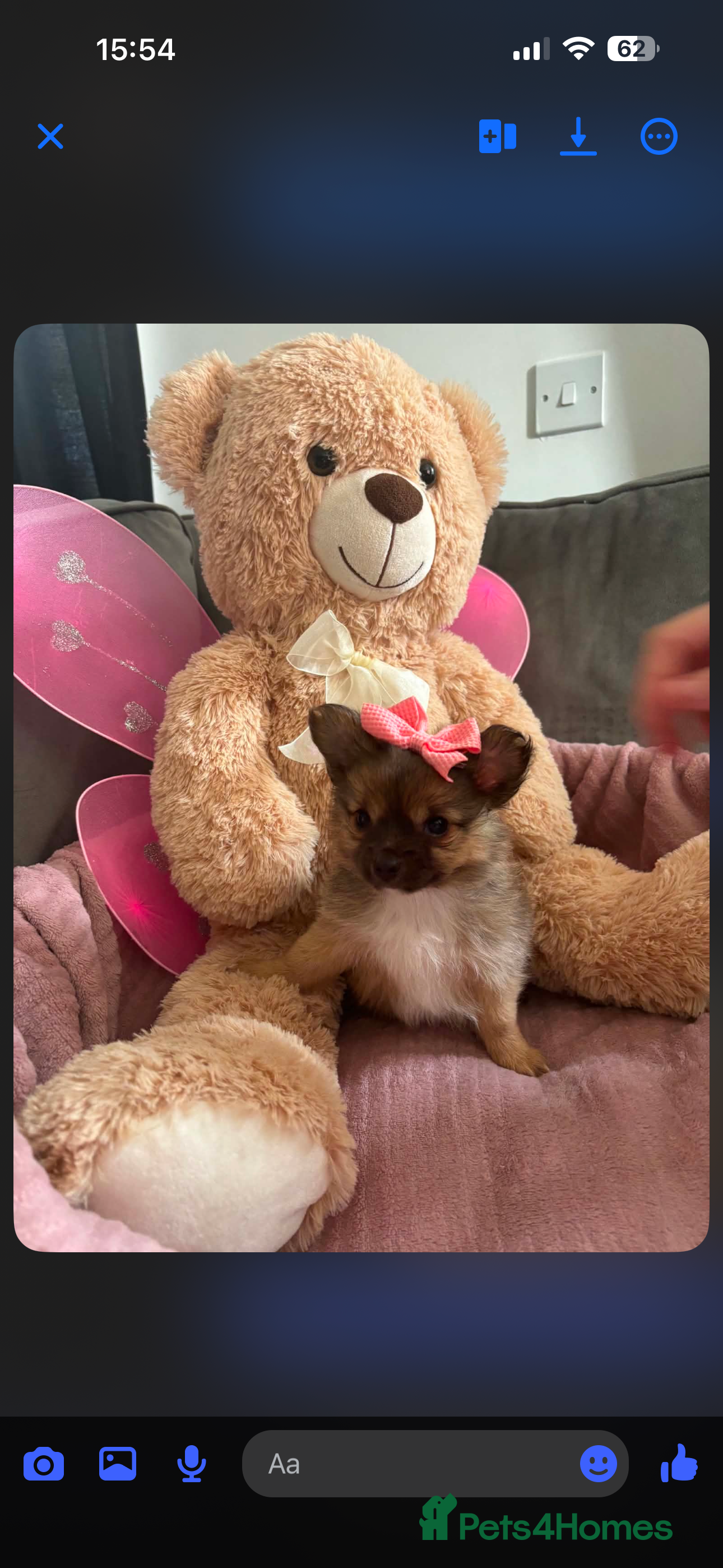 Pomeranian dogs NOW REDUCED Beautiful Pomeranian puppies  - Advert 10