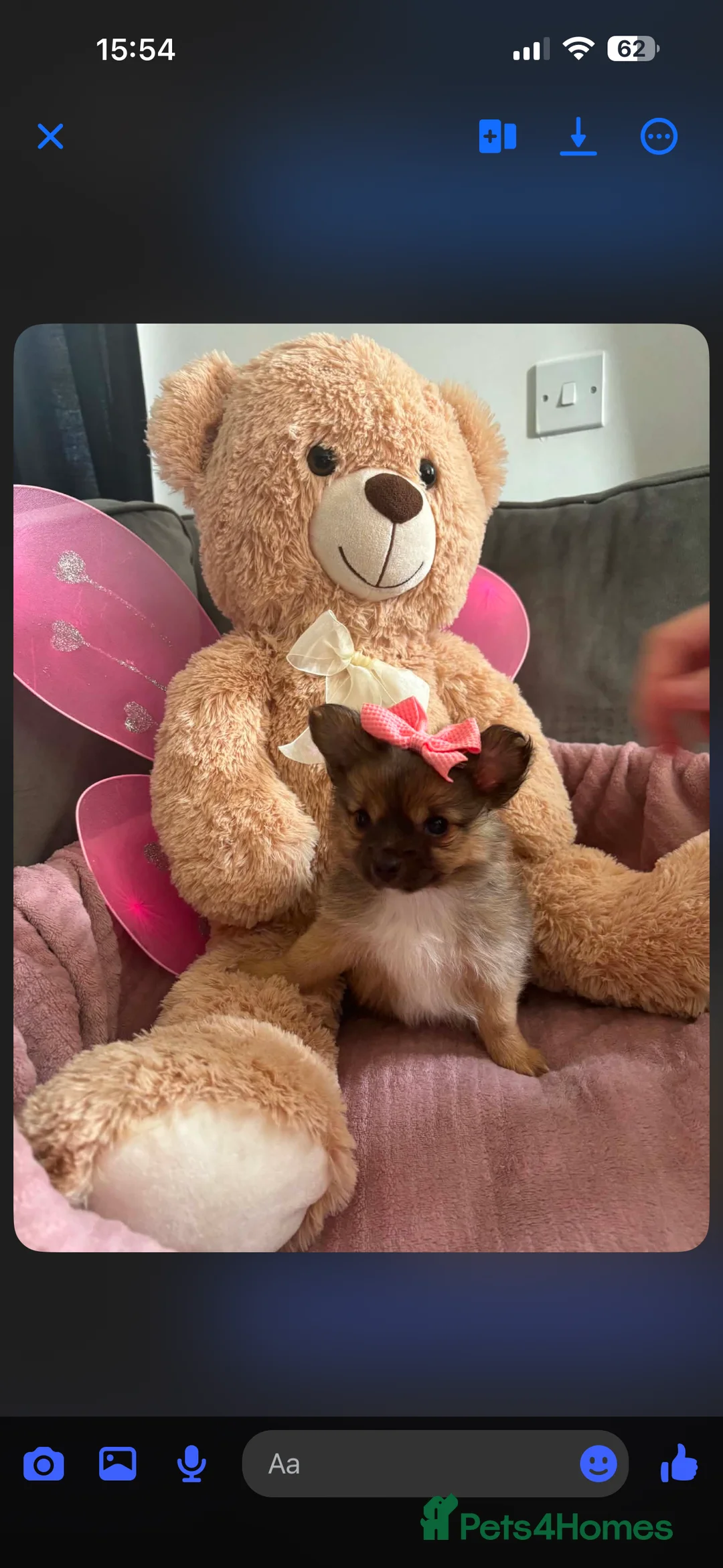 Pomeranian dogs for sale: REDUCED £300 Beautiful teddy Pomeranian puppies  - Advert 1