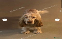 Labradoodle dogs for sale:  Australian Labradoodles Show Cocker Spaniel - Image 33