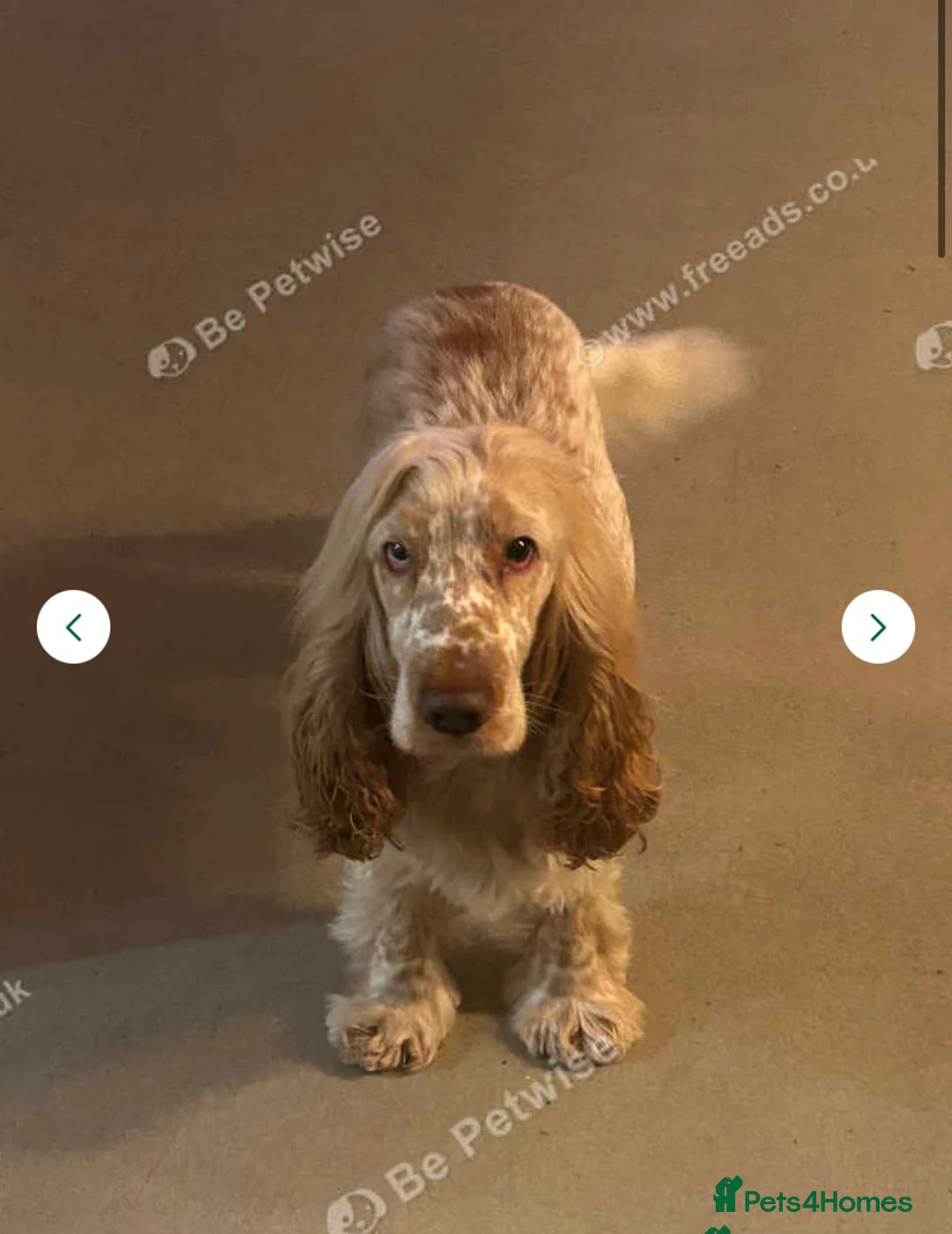 Labradoodle dogs for sale:  Australian Labradoodles Show Cocker Spaniel - Image 33