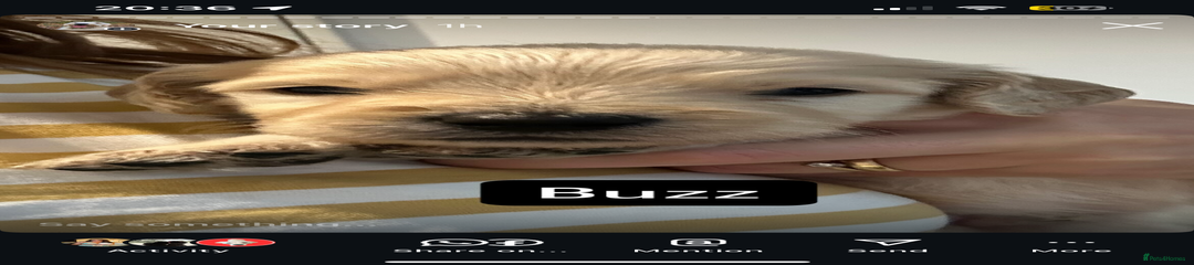 Buzz
