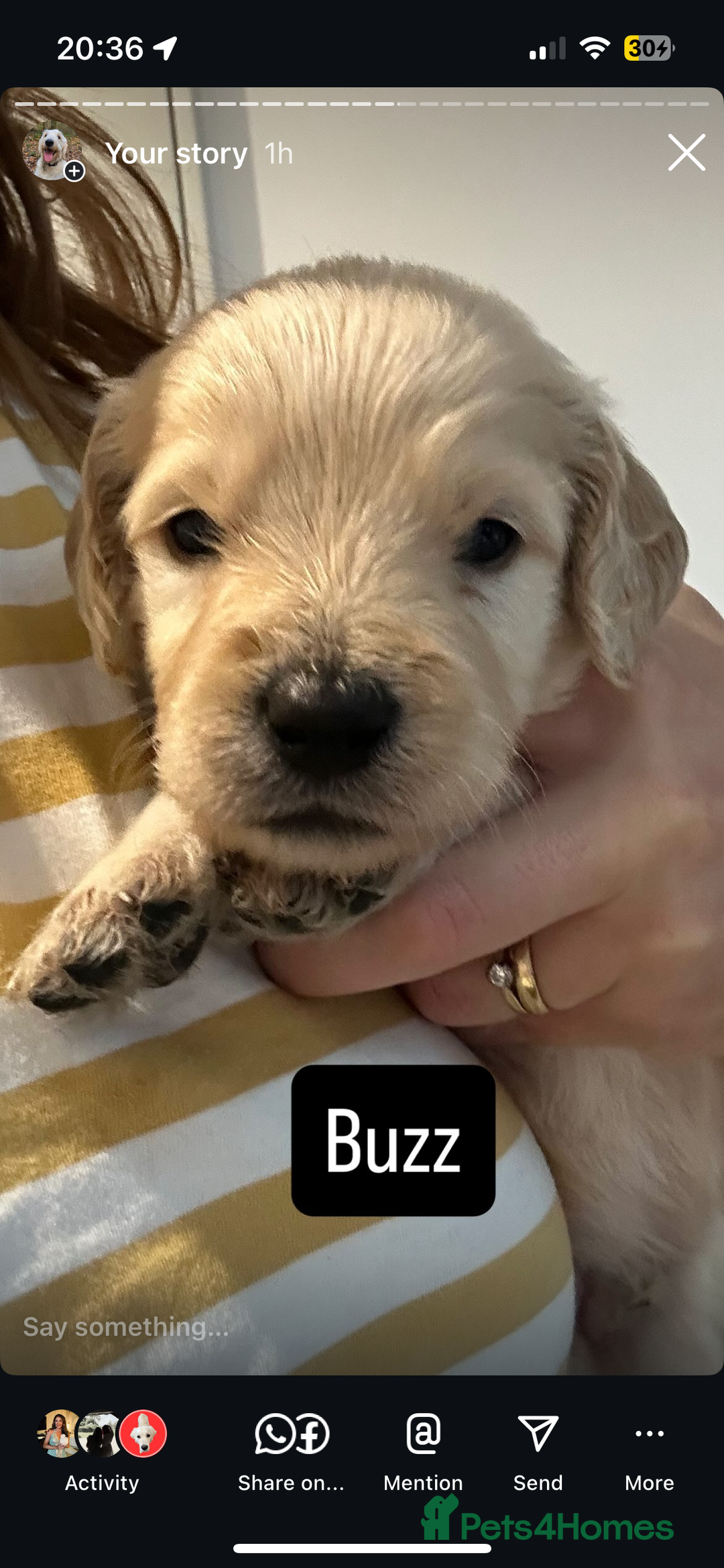 Double Doodle dogs for sale: Double doodles born 24/07/25 1 boy & 4 girls left - Image 19