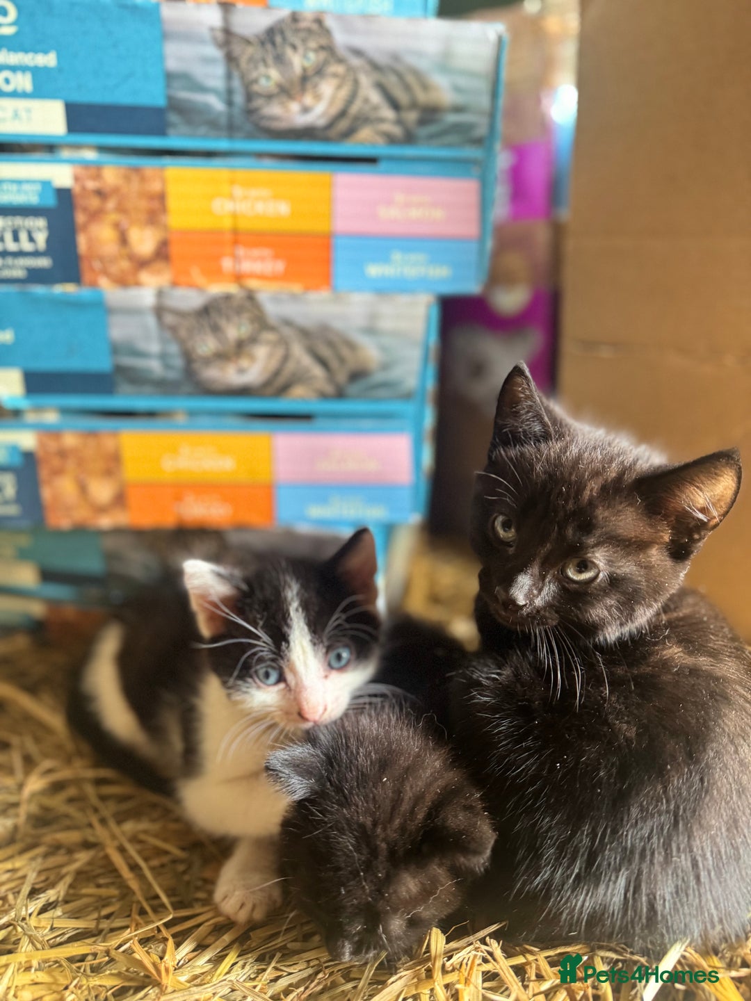 Mixed Breed cats for sale: Black, black/white kittens from 8 weeks & upwards - Image 4