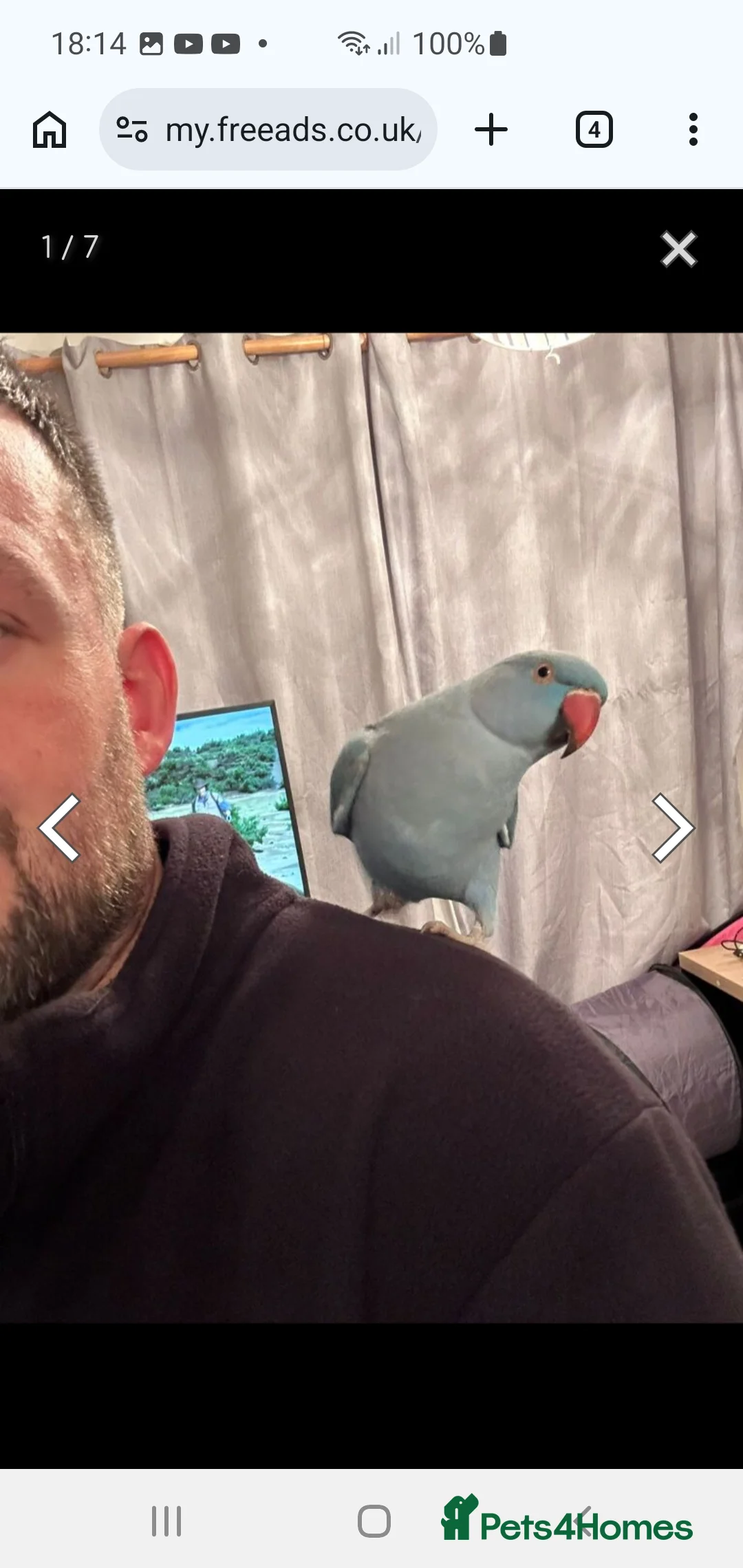 Ringnecks birds for sale: Indian ringneck blue female - Advert 1