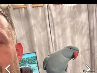 Ringnecks birds Indian ringneck blue female - Advert 1