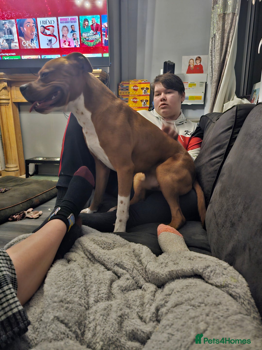 Mixed Breed dogs for sale: Male Staffy  ** tiff x Ridgeback 1 year old - Advert 7