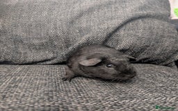 Guinea Pig rodents for sale: Lakeland boar - Image 1