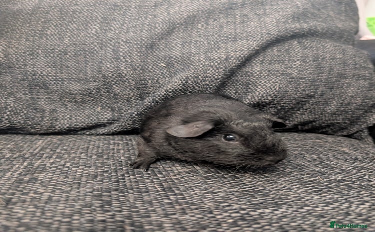 Guinea Pig rodents - Advert 6