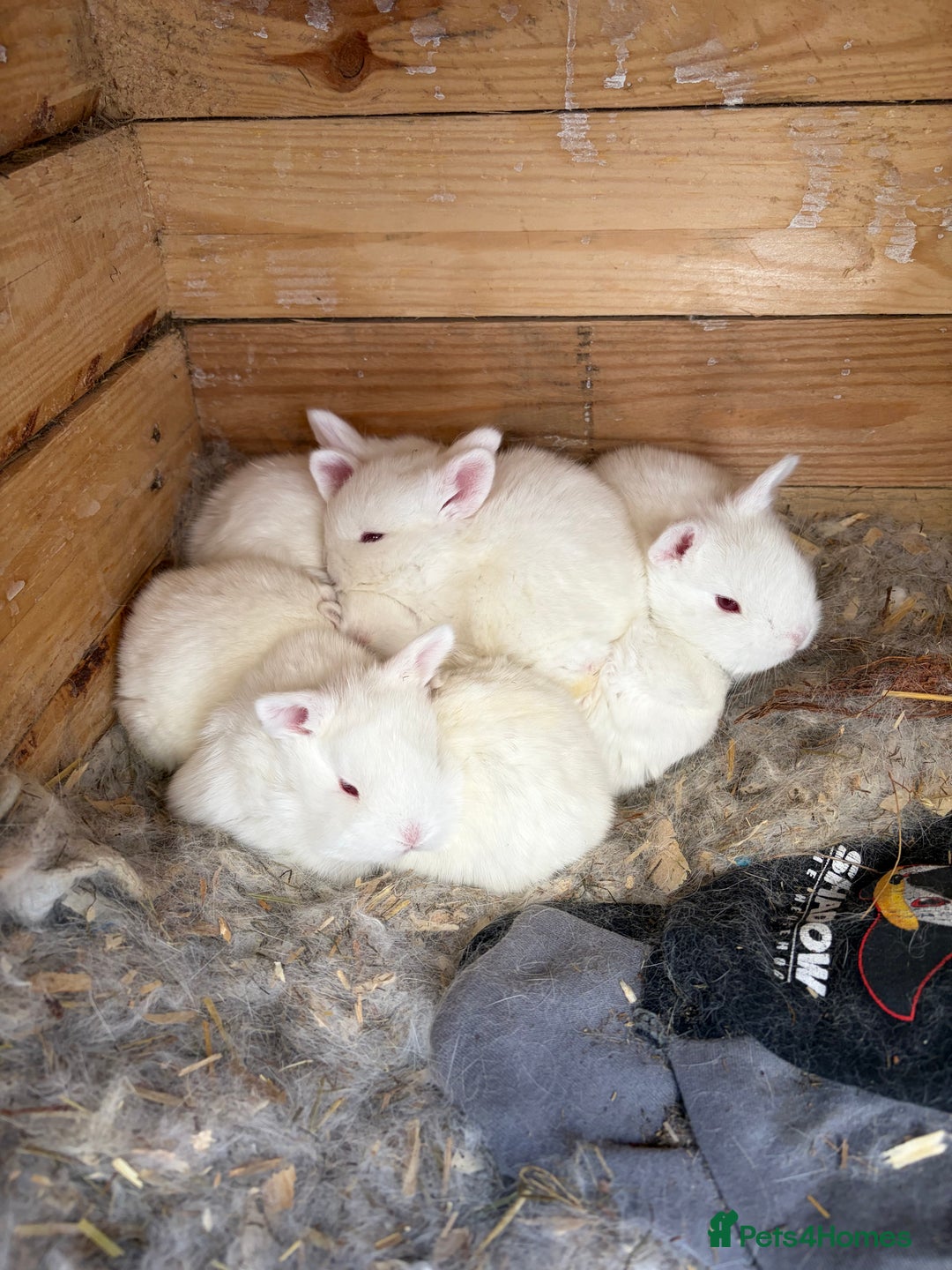 New Zealand rabbits for sale:   **"Rabbits for sale – New Zealand bread  - Advert 3