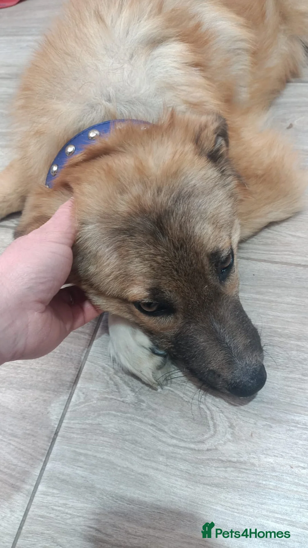 Mixed Breed dogs for adoption: 🐾Meet CHARLIE🐾 - a Lovely Boy for a Loving Home - Advert 8