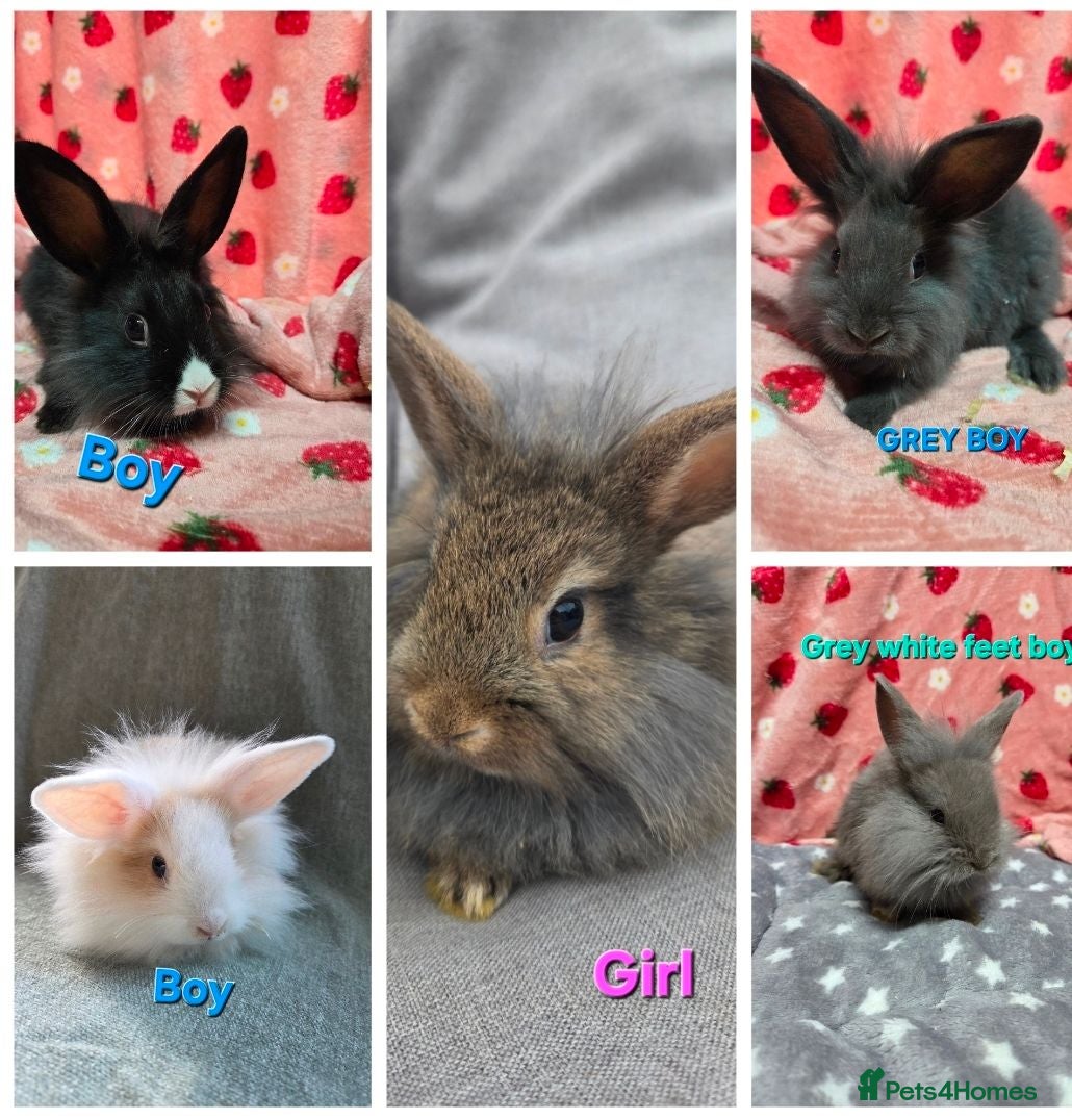 Lionhead rabbits Lion head bunnies ready now - Advert 1