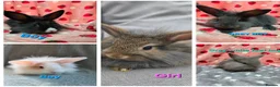 Lionhead rabbits for sale: Lion head bunnies ready now - Advert 1