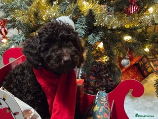 Cockapoo dogs Cockapoo - Advert 14