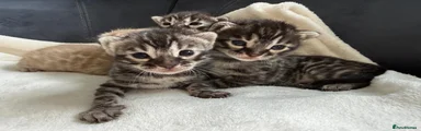 Bengal 5