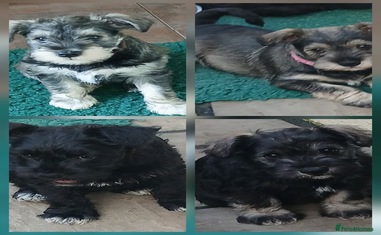 Miniature Schnauzer dogs - Advert 2