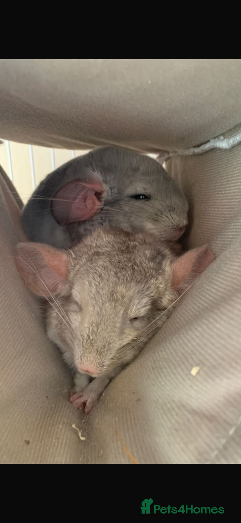 Chinchilla rodents 2 female chinchillas blue diamond beige with cage  - Advert 2