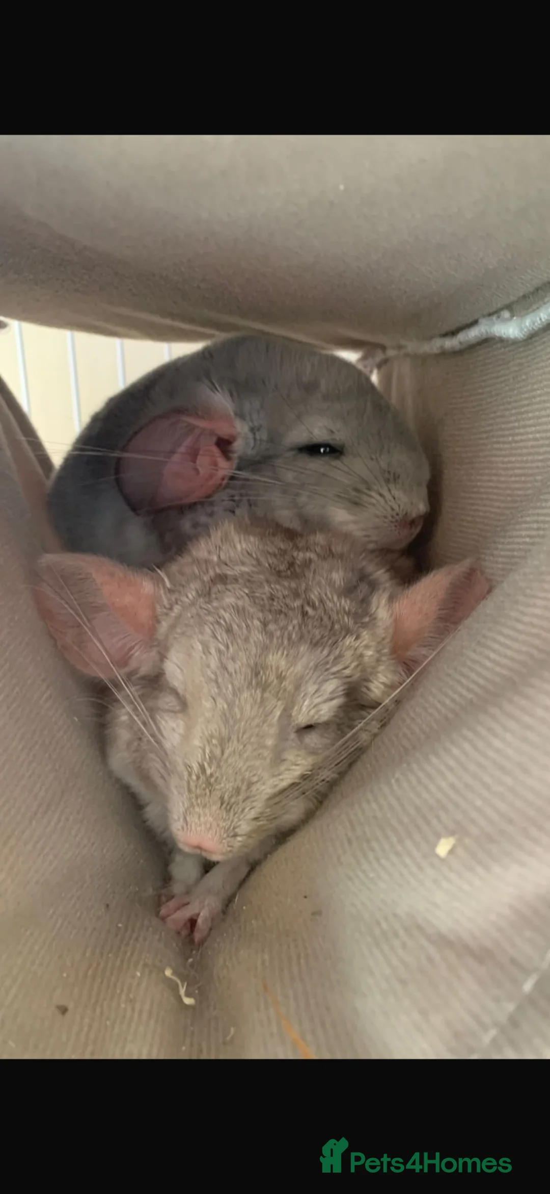 Chinchilla rodents for sale: 2 female chinchillas blue diamond beige with cage  - Advert 2