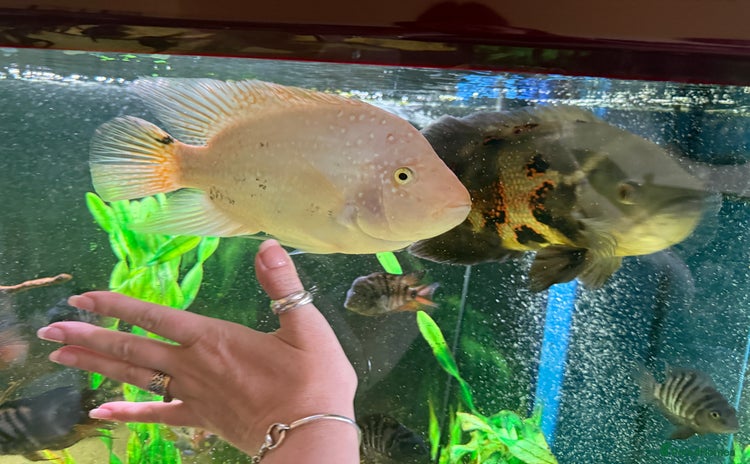 Cichlids fish - Advert 1