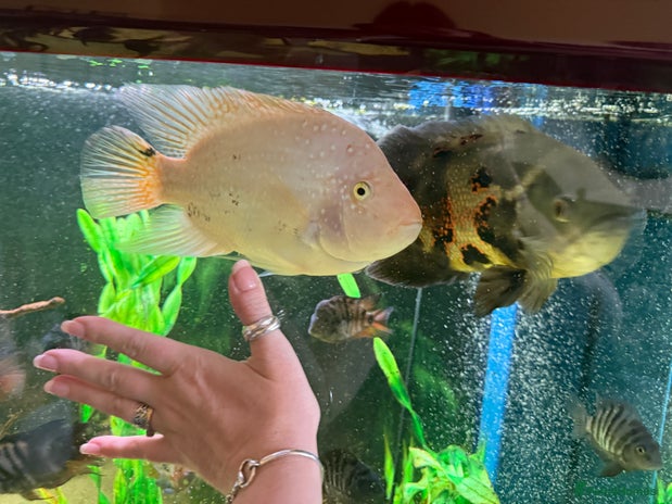 Cichlids fish - Advert 1