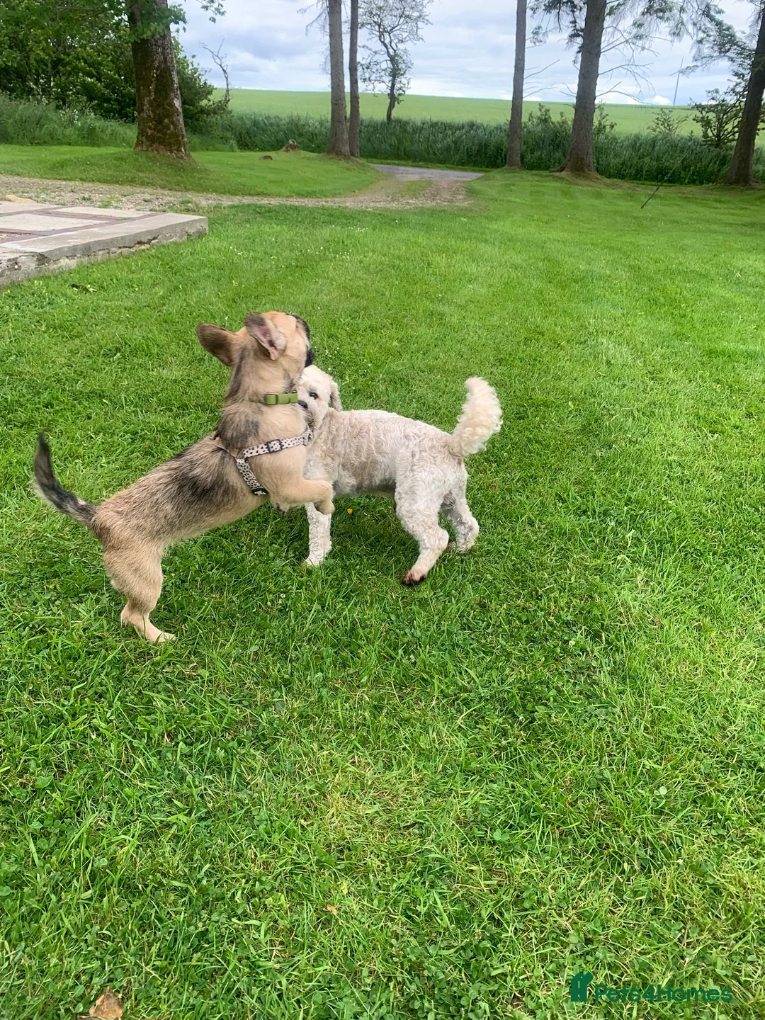 Mixed Breed dogs for sale: Rehoming frenchie x shih tzu in Aberdeen - Advert 2