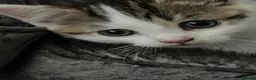 Mixed Breed cats for sale: Stunning British Long Hair Piebald Kitten   in Birmingham - Advert 2