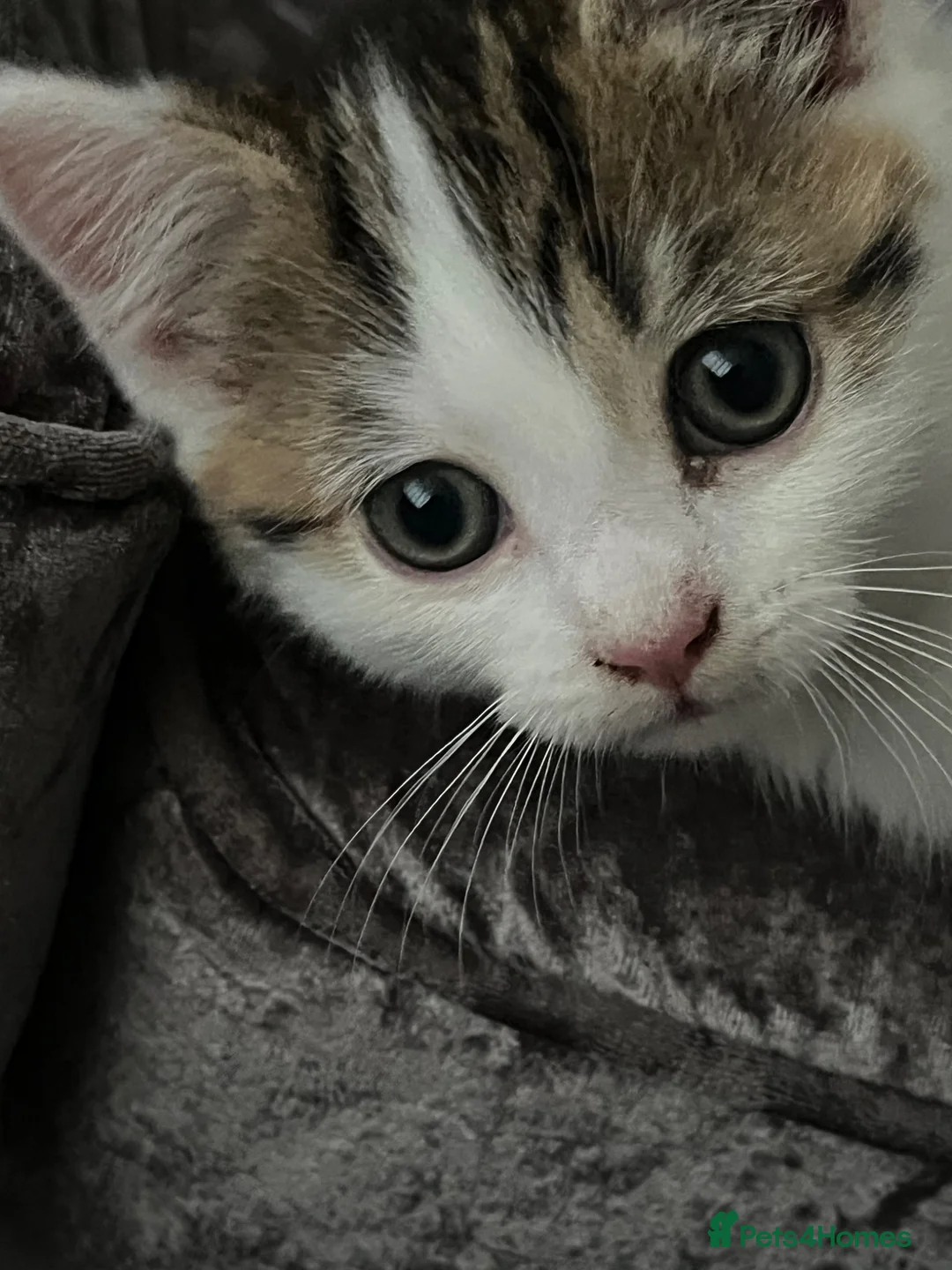 Mixed Breed cats for sale: Stunning British Long Hair Piebald Kitten   in Birmingham - Advert 2