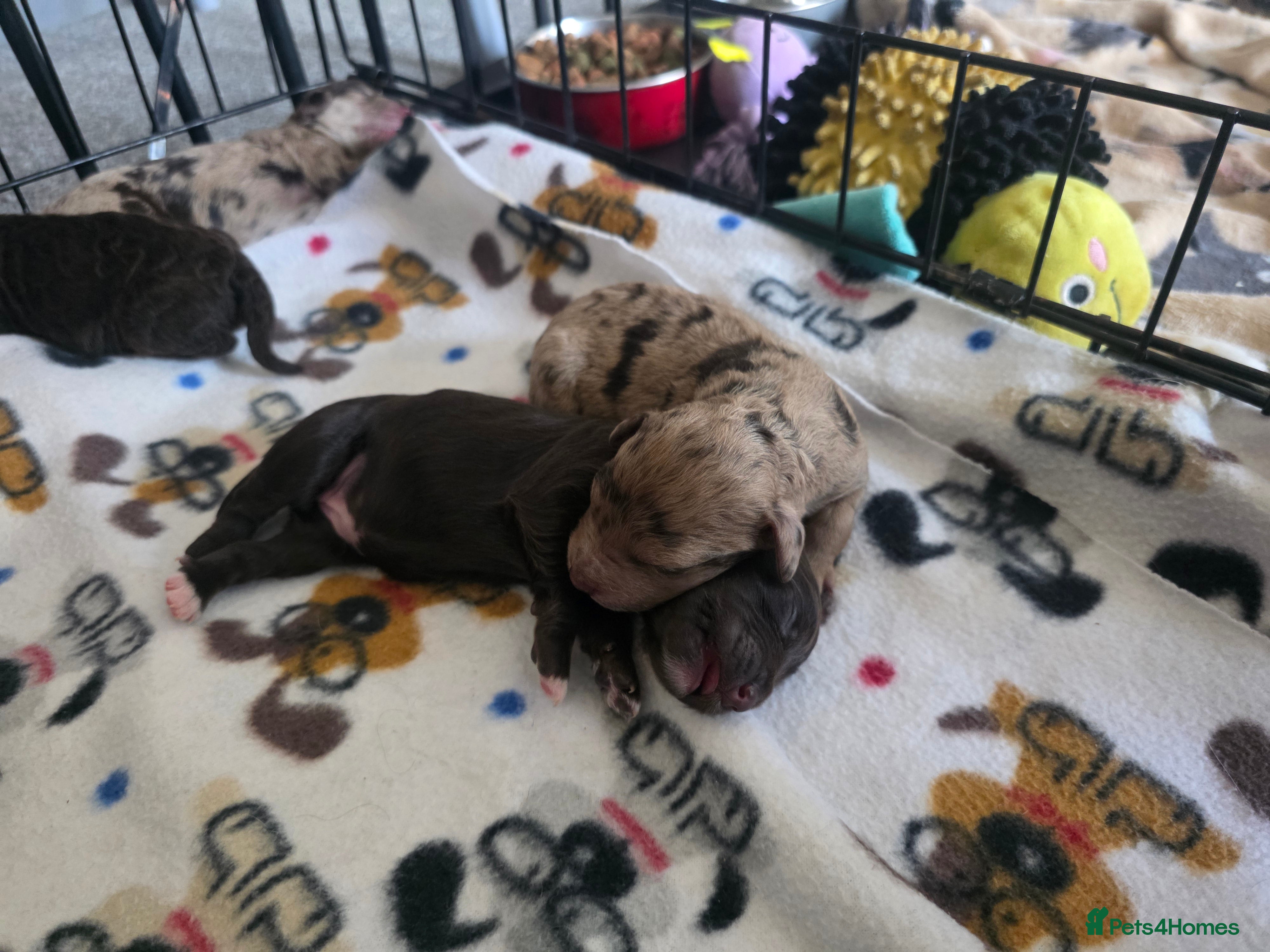 Cockapoo dogs 🍫 Meet Our Chocolate-Inspired Cockapoo Cuties 🍫 in Stoke-on-Trent - Advert 1