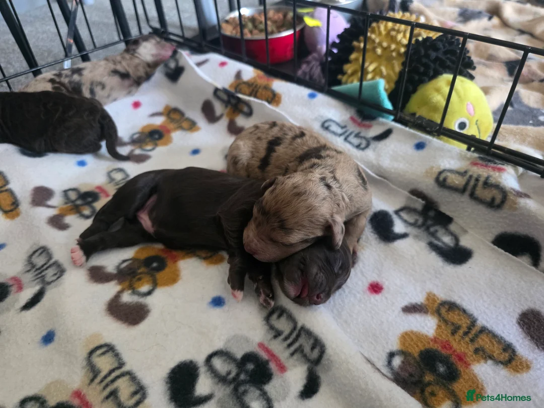 Cockapoo dogs for sale: 🍫 Meet Our Chocolate-Inspired Cockapoo Cuties 🍫 in Stoke-on-Trent - Advert 1