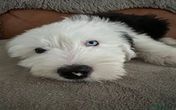 Old English Sheepdog dogs for stud: Stud KC Old English Sheepdog in Peterborough - Image 15