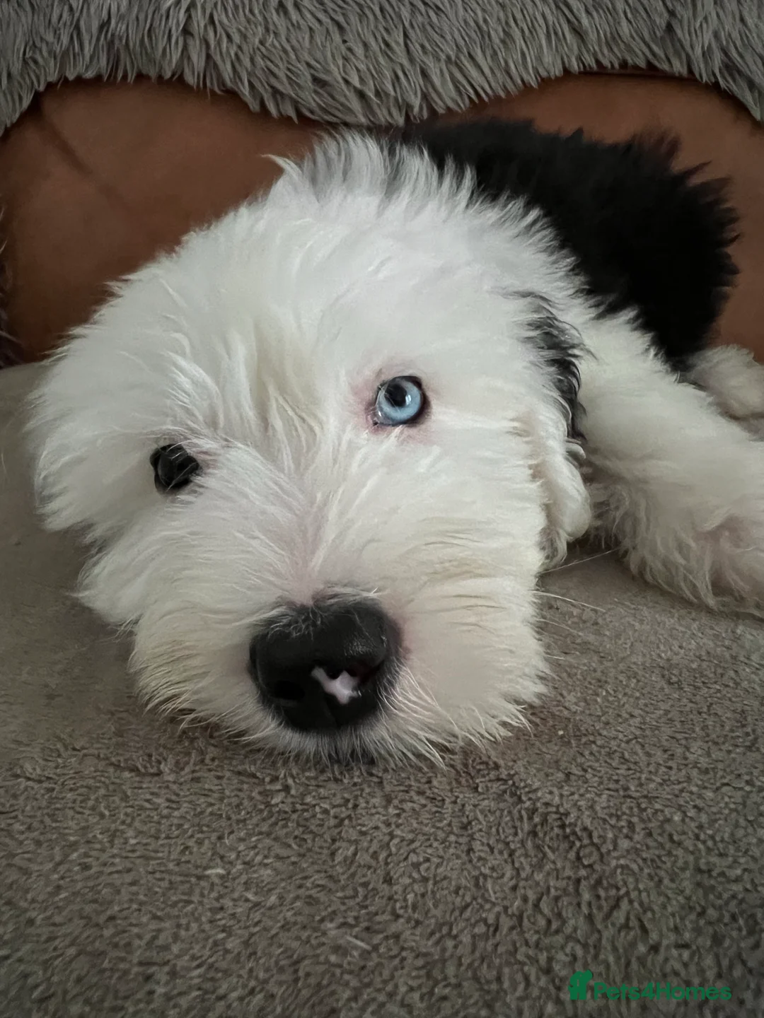 Old English Sheepdog dogs for stud: Stud KC Old English Sheepdog in Peterborough - Advert 15