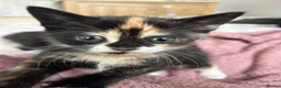 Mixed Breed cats for sale: 1 female kitten - Advert 2
